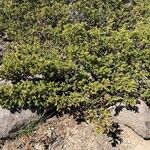 Juniperus communisLeht