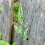 Trisetaria panicea Blomst