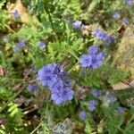 Phacelia distans Flower