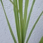 Cymbopogon citratus Лист