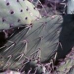 Opuntia oricola Fulla