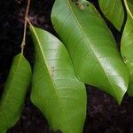 Vantanea barbourii Hoja