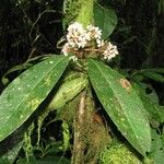 Ardisia standleyana Otro
