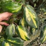 Elaeagnus × submacrophylla Hoja