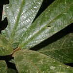 Ocotea helicterifolia पत्ता