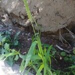 Setaria verticillata Хабит