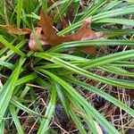 Carex pendula List