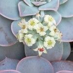 Sedum sinforosanum Кветка