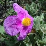 Cistus albidus Květ