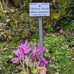 Colchicum cilicicum Habitat