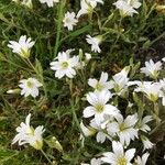 Cerastium arvenseപുഷ്പം