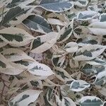 Ficus benjamina Yaprak