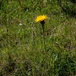 Hypochaeris uniflora Flor