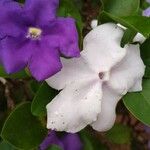 Brunfelsia uniflora Floare