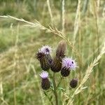 Cirsium arvenseफूल