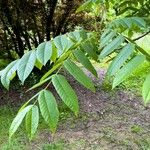 Juglans cinerea Blad