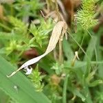 Rostraria cristata Leaf