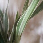 Sansevieria metallica 葉