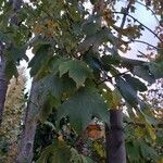 Acer pseudoplatanus Lehti