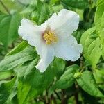 Philadelphus × virginalisBlomst