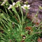 Saxifraga muscoides Habitus