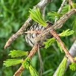 Larix decidua পাতা