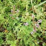 Mentha spicata Blüte