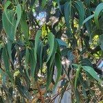 Eucalyptus globulus Blad