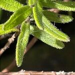 Glandora prostrata 葉