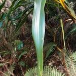 Cordyline mauritiana Blad