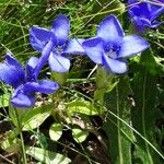 Gentianopsis ciliata Flower