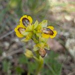 Ophrys lutea 花