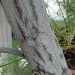 Calophyllum calaba Bark