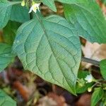 Solanum nigrum Liść