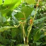 Solanum candidum Συνήθη χαρακτηριστικά