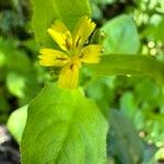 Rhagadiolus edulis Flower