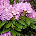 Rhododendron ponticum Ліст
