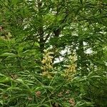 Aesculus glabra 形态