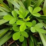 Crotalaria pallida Лист