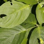 Canavalia brasiliensis Leaf