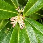 Sarcococca hookeriana花