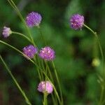 Polygala longicaulis 整株植物