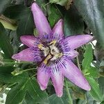 Passiflora amethystina Кветка