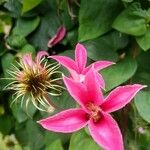 Clematis texensis Blomst