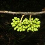 Miconia lateriflora