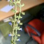Salvia occidentalis Flower