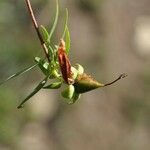 Hypericum lanceolatum Фрукт