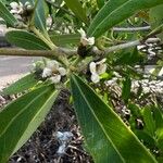 Avicennia germinans Flower