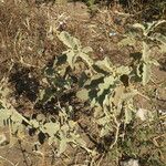Solanum elaeagnifolium Hábito