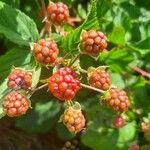 Rubus idaeusFruit